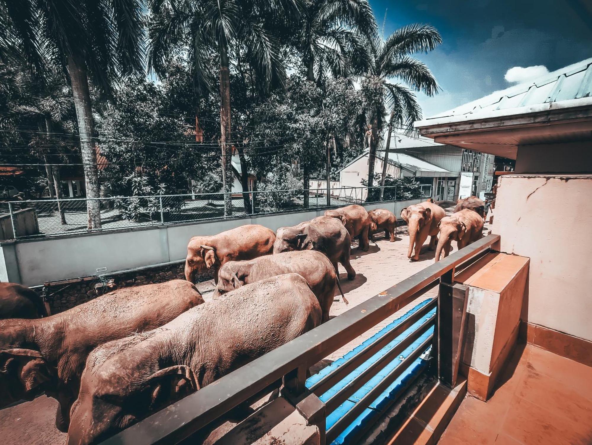 Hotel Elephant Park - New Deal! Half Off Airport Pickups Available Pinnawala  Dış mekan fotoğraf