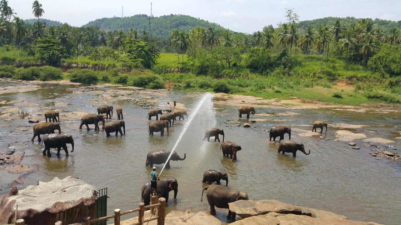 Hotel Elephant Park - New Deal! Half Off Airport Pickups Available Pinnawala  Dış mekan fotoğraf